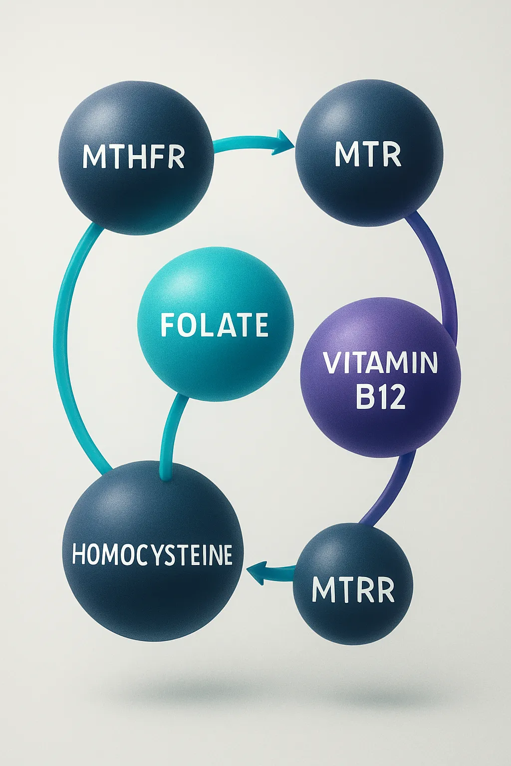 Diagram illustrating homocysteine recycling pathways involving MTHFR, MTR, and MTRR genes